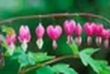 4 loại cây không được cắt tỉa trong tháng 5