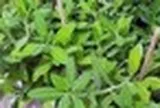 Tác dụng của cây thạch anh với sức khỏe