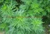 Vì sao người xưa thường trồng 1 bụi cây ngải cứu trước cửa nhà?