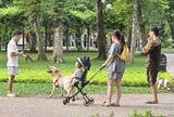 Thông tin quan trọng liên quan đến toàn bộ người nuôi động vật, thú cưng từ 1/8
