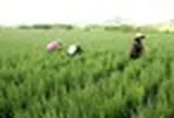 Loại cây quen thuộc với người Việt, được ví như "vệ sĩ của gan": Khi dùng cần đặc biệt chú ý