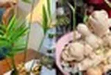 Vì sao nhiều gia đình trồng 1 chậu gừng trong nhà? Hóa ra không chỉ làm gia vị