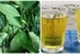 Uống trà xanh tươi mỗi ngày có tác dụng gì?