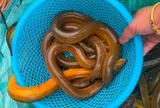 Chủ cửa hàng thủy sản 20 năm nói thẳng: 4 loại lươn chỉ người "dại" mới bỏ tiền mua
