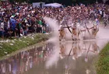 Bình Điền góp sức gìn giữ và lan tỏa giá trị văn hóa Hội đua bò Bảy Núi