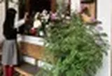 5 loại cây nhìn đẹp nhưng không nên tùy tiện đặt trong nhà: Sai vị trí, cây khó sống mà người cũng thêm phiền
