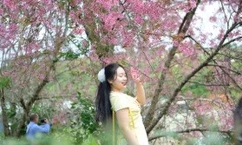 Lễ hội hoa Mai anh đào kéo dài một tháng ở Đà Lạt có gì đặc sắc?