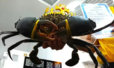 Trao xác lập kỷ lục "Con cua Cà Mau lớn nhất Việt Nam"