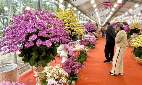 Rực rỡ sắc hoa xuân đón Tết