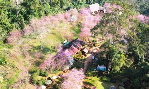 Thổn thức với loài hoa của núi rừng ở cao nguyên Măng Đen