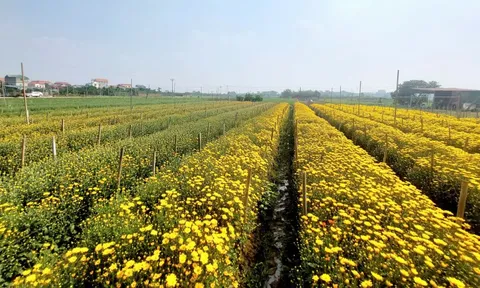 Sắc xuân lan tỏa từ vườn hoa đến phố thị