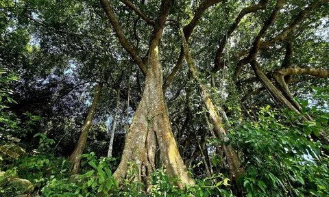 Dưới tán cây đa nghìn năm ở Sơn Trà, du khách nghe rừng "kể chuyện"