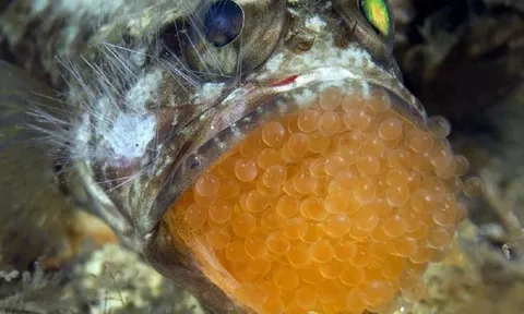 Ăn trứng cá cảnh, 13 người ở Thanh Hóa nhập viện gấp