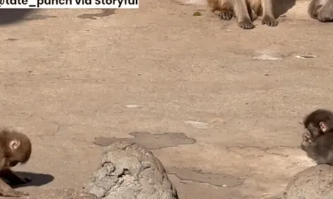 Bị mẹ ruột bỏ rơi và cả đàn bắt nạt, khỉ con phải ôm lấy thú bông cho đỡ sợ