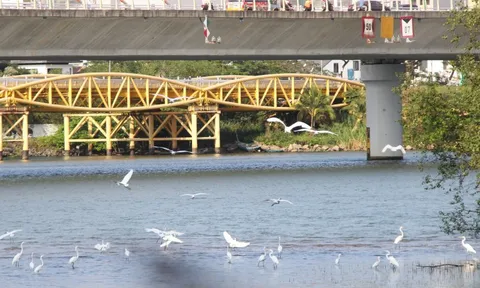 Hình ảnh đàn cò về kiếm ăn bên sông Hàn, giữa trung tâm Đà Nẵng