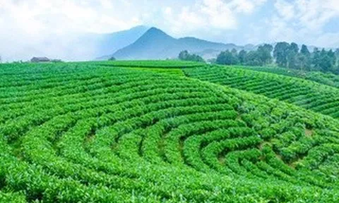 Những mùa hương trên vai núi