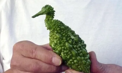 Loại quả xưa rụng đầy gốc nay ví như "vua dưỡng gan" cực tốt cho sức khỏe