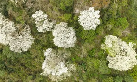 VIDEO: Ngây ngất với loài hoa nở trắng rừng xứ Thanh