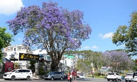 CLIP: Phượng tím vào mùa, Đà Lạt mộng mơ