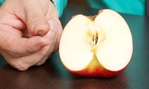 Những loại trái cây có hạt chứa độc tố, cẩn thận kẻo "ôm bệnh" vào thân