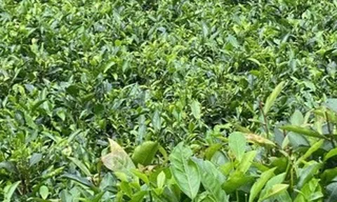 Lan man… trà Việt