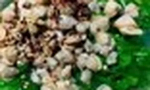 5 "cực phẩm" 0 đồng ngay trong vườn nhà: Những món ăn thanh tao các cụ xưa trân quý, con cháu nay lại bỏ phí