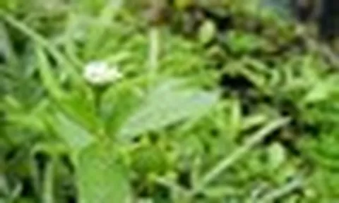 3 loại cỏ dại, nhất định phải có 1 cây trong nhà