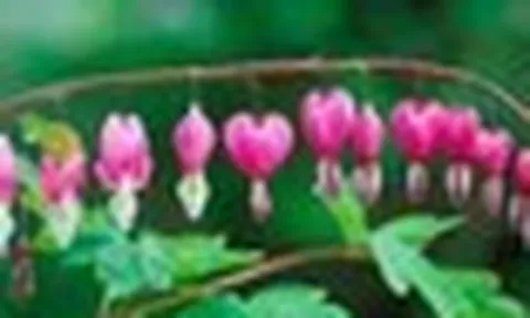 4 loại cây không được cắt tỉa trong tháng 5