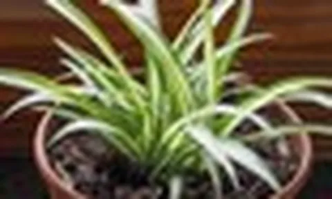 5 điều cần làm với cây lan chi ngay bây giờ