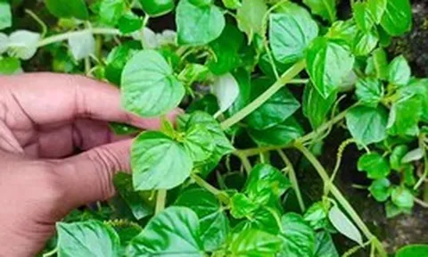 Cây rau dại mọc hoang nay thành đặc sản, được ví như “thảo dược quý” tốt ngang nhân sâm, có thời điểm giá đắt hơn thịt