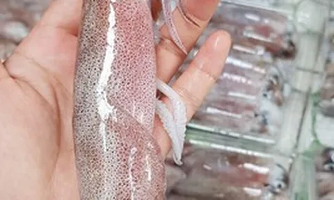 Làm thế nào để phân biệt mực tươi và mực đông lạnh?