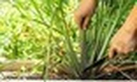 3 loại cây người xưa thường trồng quanh nhà để đuổi muỗi hiệu quả
