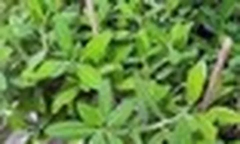 Tác dụng của cây thạch anh với sức khỏe