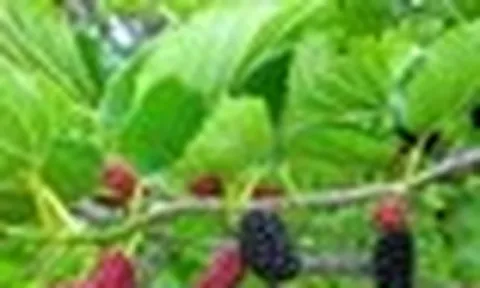 Tác dụng của lá dâu tằm đối với sức khỏe