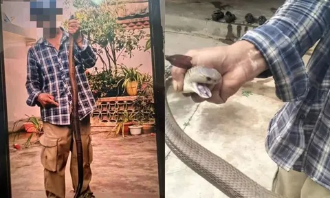 Bị rắn hổ mang cắn vào tay vẫn chụp ảnh, người đàn ông 58 tuổi có trải nghiệm nhớ đời
