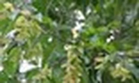 Người xưa dặn "nhà nên tựa núi": 3 cây trồng sau nhà giúp "đời đời thịnh vượng"