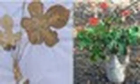 Phát hiện hợp chất tiềm năng điều trị gút trong 3 cây rất quen thuộc ở Việt Nam