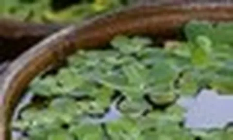 3 loại cây chớ nên đặt tại phòng khách
