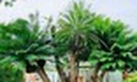 3 loại cây trồng trong nhà dễ gặp họa
