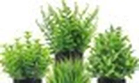 5 loại cây chớ nên đặt trong nhà