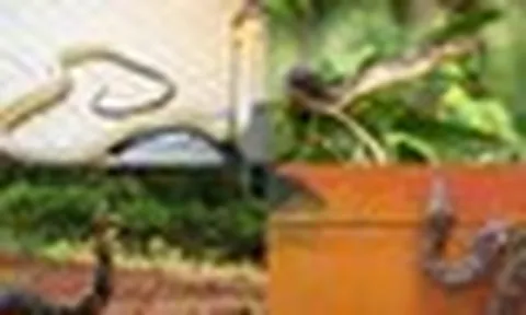 Rắn hoạt động mạnh vào mùa mưa: 4 cách đuổi rắn cực hiệu quả