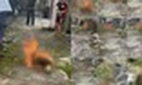 4 đứa trẻ dưới 14 tuổi gây phẫn nộ vì hành vi ngược đãi động vật, chuyên gia lên tiếng cảnh báo