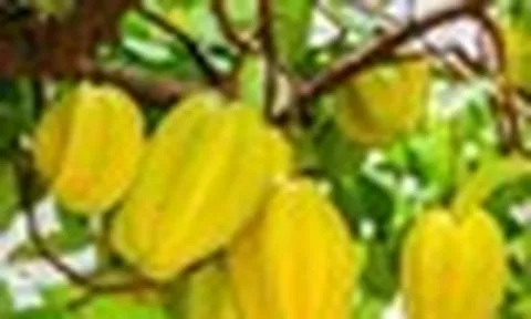 Trồng cây khế ở vị trí này, 'hút' vượng khí, 'rước' quý nhân tới nhà