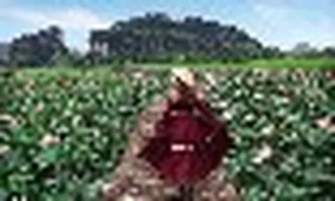 Tỉnh duy nhất ở Việt Nam sở hữu quần thể danh thắng "Hạ Long trên cạn", là di sản hỗn hợp UNESCO duy nhất cả nước: nửa đầu năm 2026 đã hút 17,6 triệu lượt khách, doanh thu 18.000 tỷ đồng