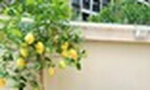 Gia đình khá giả thường trồng 3 loại cây ăn quả này: Biểu tượng của sung túc, "vàng bạc đầy nhà"