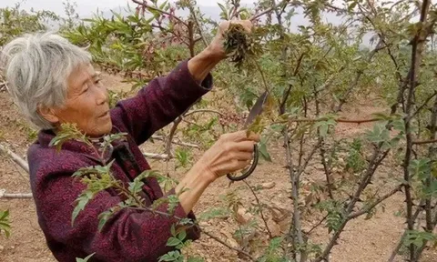 Loại cây ai cũng nghĩ chỉ lấy quả, hóa ra lá non mới là thứ "hái ra tiền"
