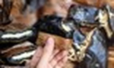 Vì sao gọi là bánh gai?