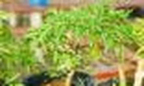 6 lưu ý cho các gia đình đang trồng cây đinh lăng