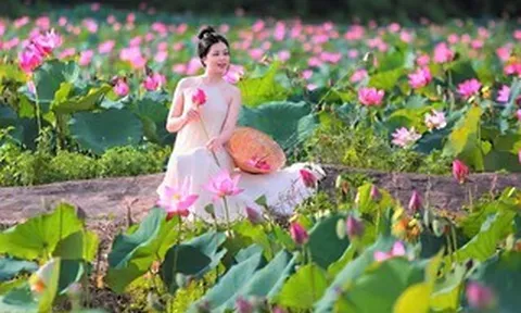 Đẹp ngỡ ngàng đồng hoa sen lớn nhất Đà Nẵng, du khách thích thú đến check-in