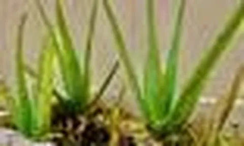 3 lý do nhất định phải trồng một chậu nha đam trong nhà